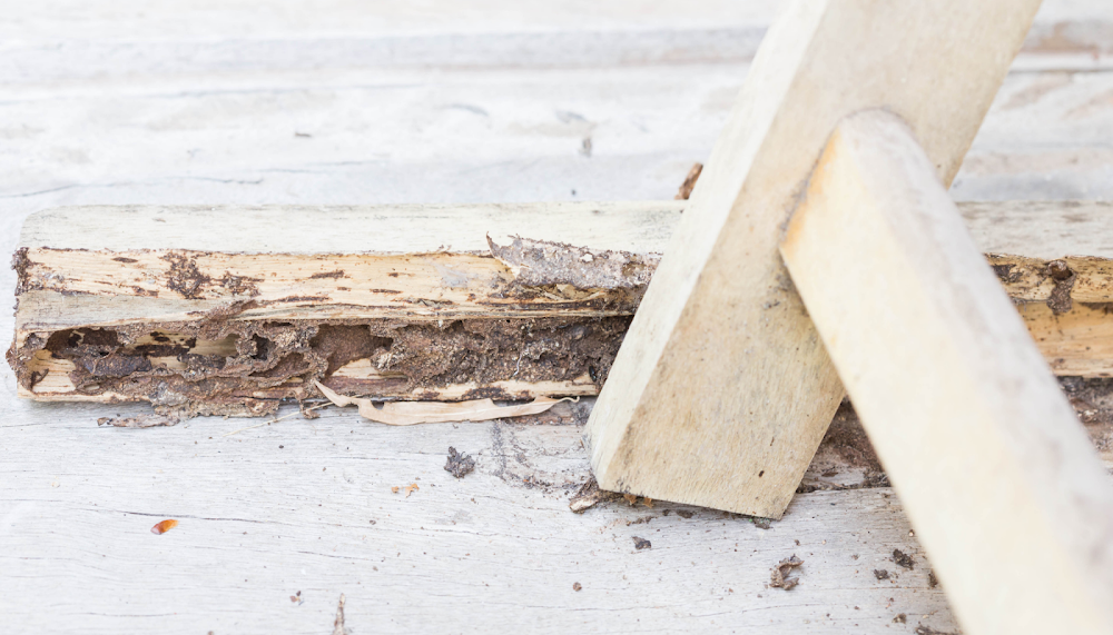 La Bey Termite Removal Experts