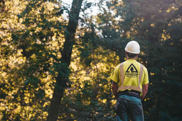 Tree Service and Removal in Green Bay